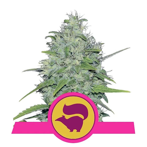Skunk XL - Feminzed - Royal Queen Seeds
