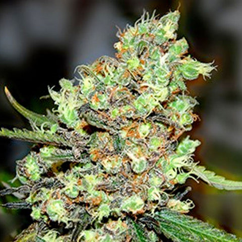 Skunk #1 - Feminized - G13 Labs Seeds