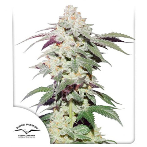 Skunk #11 - Feminzed - Dutch Passion Seeds