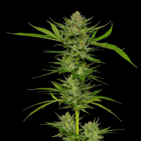 Slightly Stoopid Fruits - Feminzed - Humboldt Seed Company Seeds