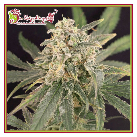 Smokin' Gun Auto - Feminzed & Autoflowering - Dr Krippling Seeds