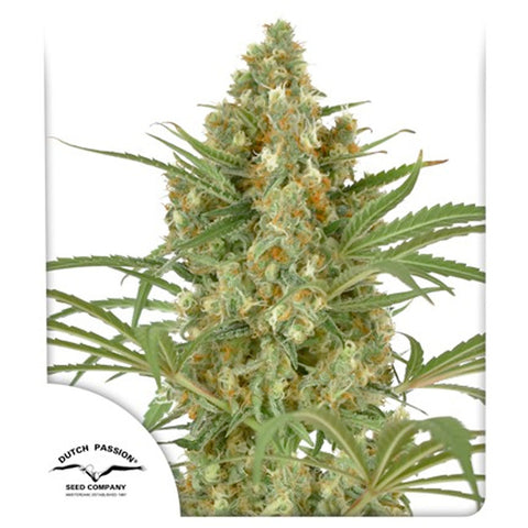 Snow Bud - Feminzed - Dutch Passion Seeds