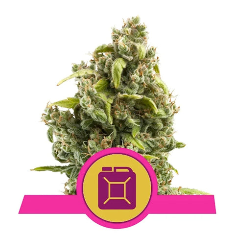 Sour Diesel - Feminzed - Royal Queen Seeds