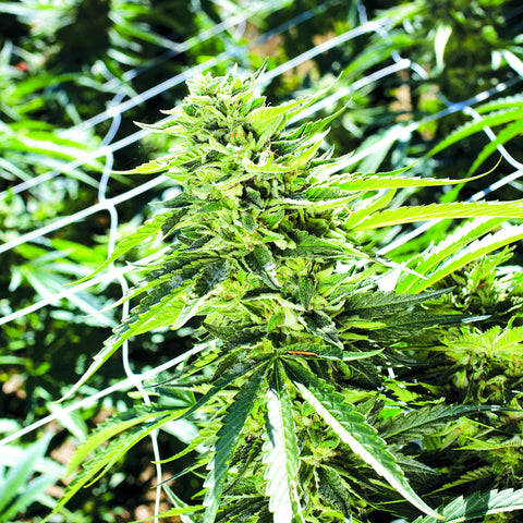 Sour Lemon OG - Feminzed - Emerald Triangle Seeds