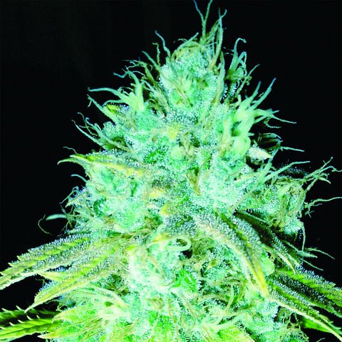 Sour Puss - Feminzed - Emerald Triangle Seeds