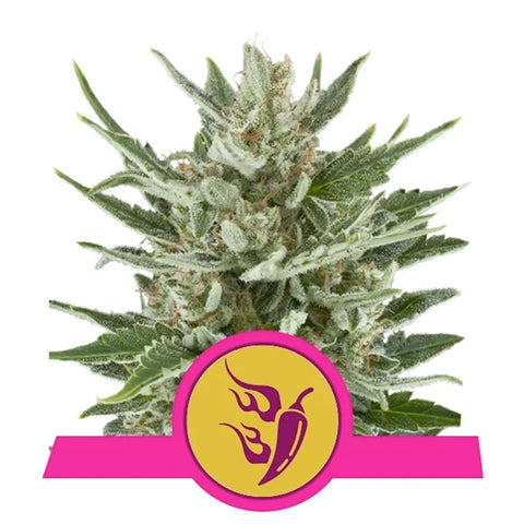Speedy Chile Fast Version - Feminzed - Royal Queen Seeds