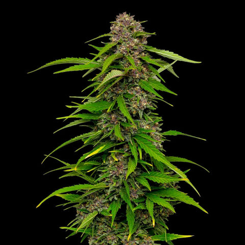 Squirt - Feminzed - Humboldt Seed Company Seeds