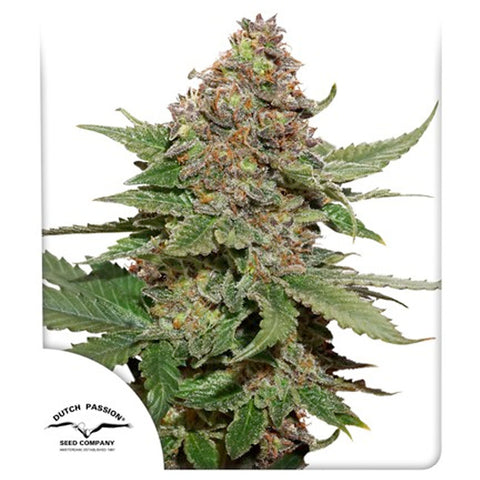 Strawberry Cough - Feminzed - Dutch Passion Seeds