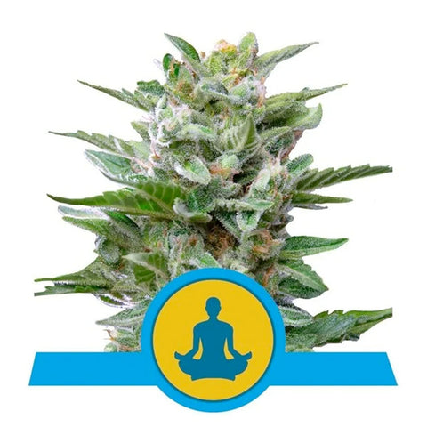 Stress Killer Auto CBD - Feminzed & Autoflowering - Royal Queen Seeds
