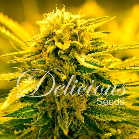 Sugar Black Rose Auto - Autoflowering - Delicious Seeds