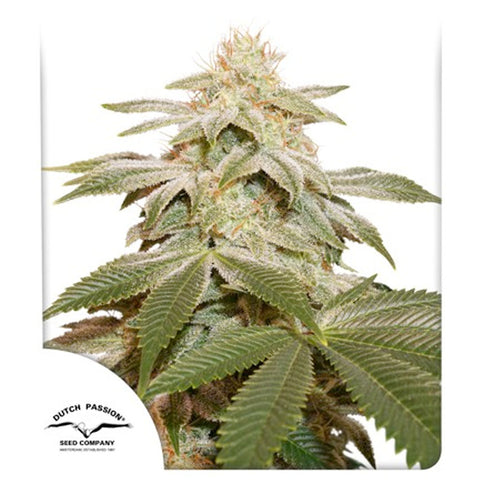 Sugar Bomb Punch - Feminzed - Dutch Passion Seeds