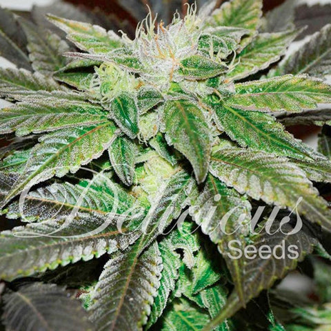 Sugar Candy - Feminised - Delicious Seeds