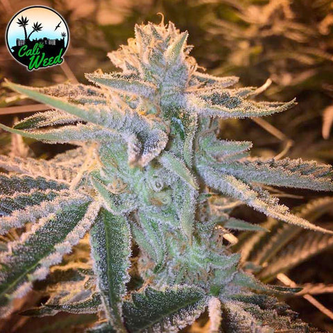 Sunset Sherbet - Feminised - Cali Weed Seeds