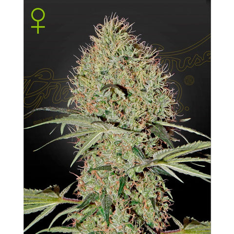Super Bud Auto - Feminzed - Green House Seeds