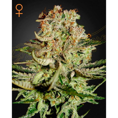 Super Bud - Feminzed - Green House Seeds