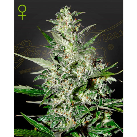 Super Critical Auto - Feminzed & Autoflowering - Green House Seeds