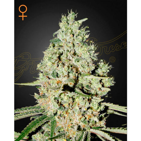 Super Critical - Feminzed - Green House Seeds