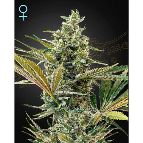 Super Lemon Haze Auto CBD - Feminzed - Green House Seeds