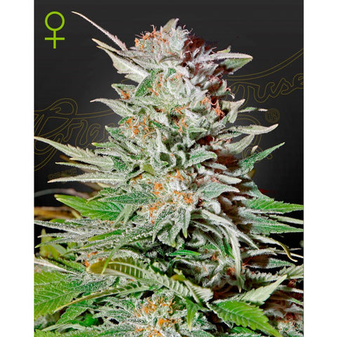 Super Lemon Haze Auto - Feminzed - Green House Seeds