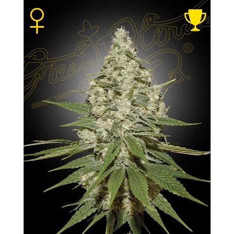 Super Lemon Haze - Feminzed - Green House Seeds