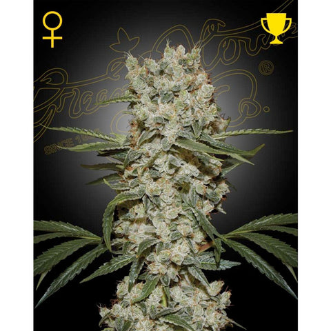 Super Silver Haze - Feminzed - Green House Seeds