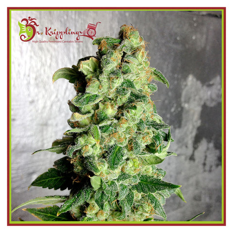 Super Skunk Auto - Feminzed & Autoflowering - Dr Krippling Seeds