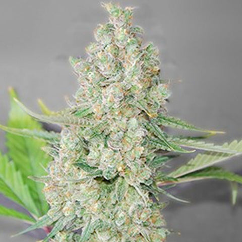 Super Skunk - Feminized - G13 Labs Seeds