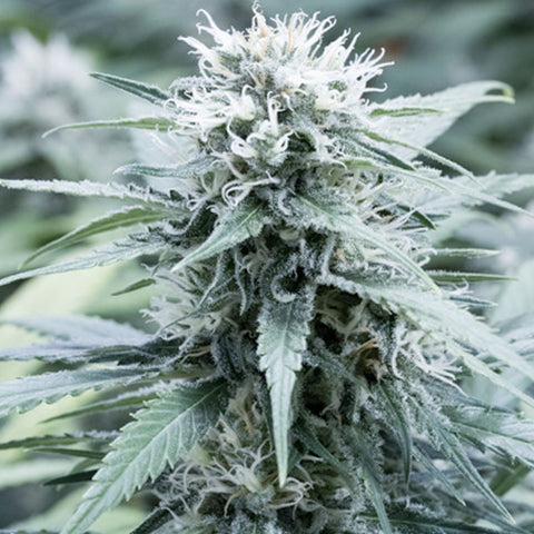 Sweet Amnesia - Feminized - G13 Labs Seeds