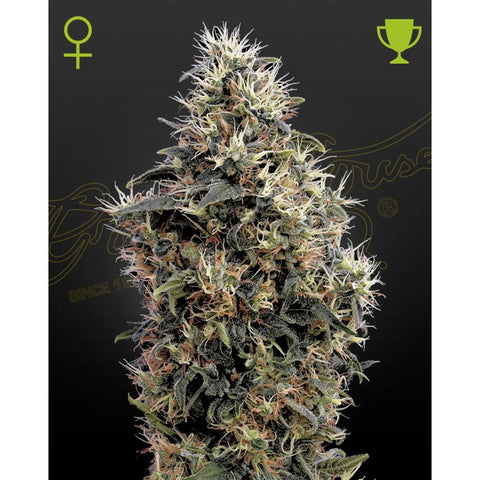 Sweet Mango Auto - Feminzed - Green House Seeds