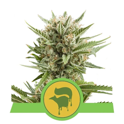 Sweet Skunk Automatic - Feminzed & Autoflowering - Royal Queen Seeds