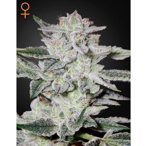 Sweet Valley Kush - Feminzed - Green House Seeds