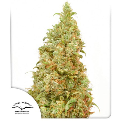 THC Victory - Feminzed - Dutch Passion Seeds