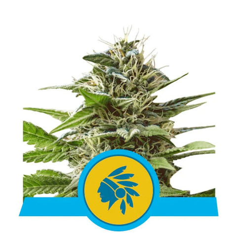 Tatanka Pure CBD - Feminzed - Royal Queen Seeds