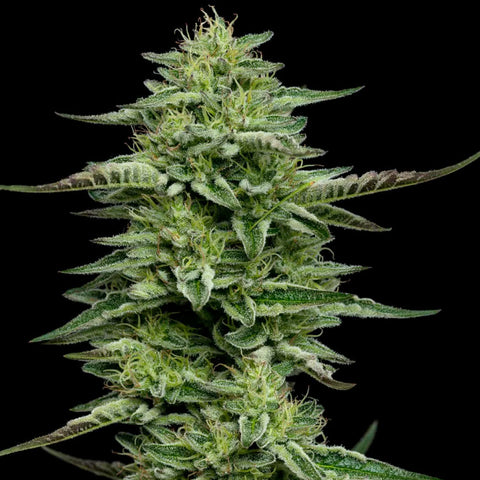 The Bling - Feminzed - Humboldt Seed Company Seeds