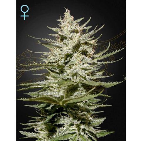 The Church CBD - Feminzed - Green House Seeds