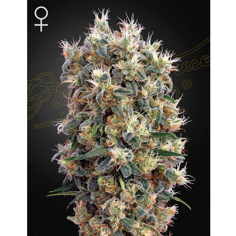 The Church - Feminzed - Green House Seeds