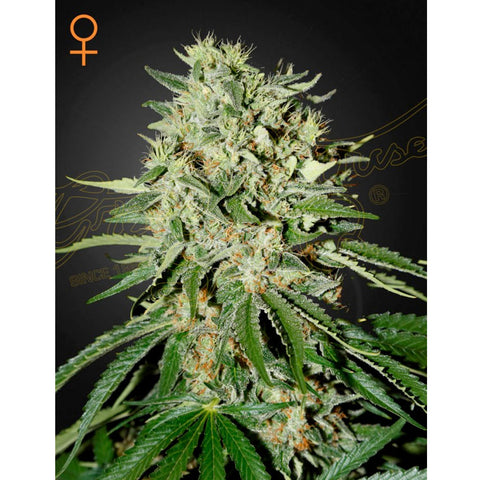The Doctor - Feminzed - Green House Seeds