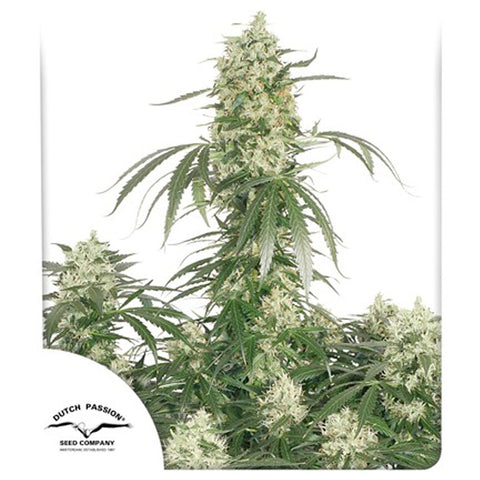 The Ultimate - Feminzed - Dutch Passion Seeds