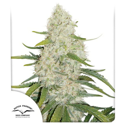 Think Big Auto - Feminzed & Autoflowering - Dutch Passion Seeds