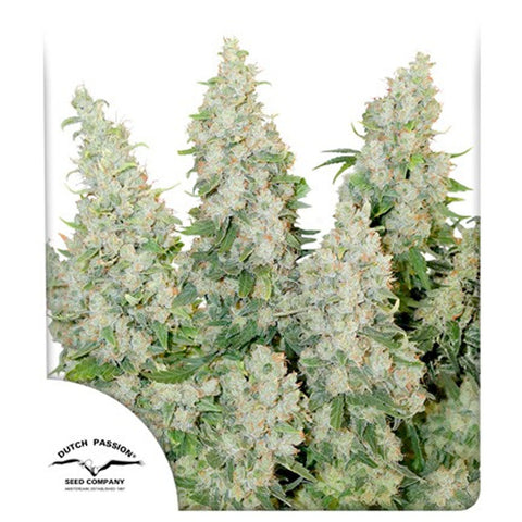Think Different Auto - Feminzed & Autoflowering - Dutch Passion Seeds