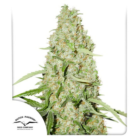 Think Fast - Feminzed - Dutch Passion Seeds