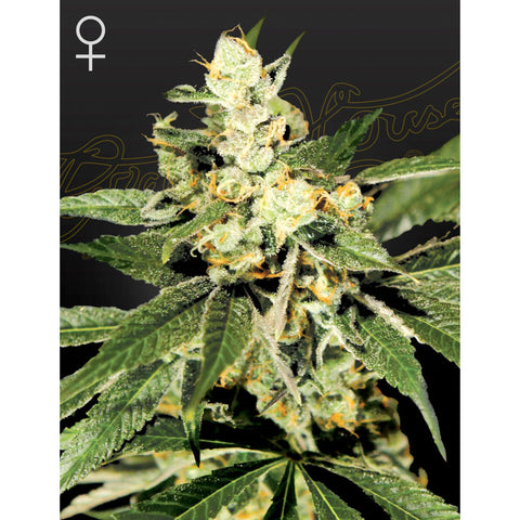 Train Wreck - Feminzed - Green House Seeds