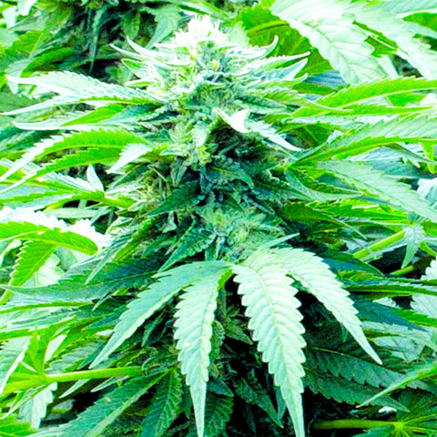 Trinity Kush - Feminzed - Emerald Triangle Seeds