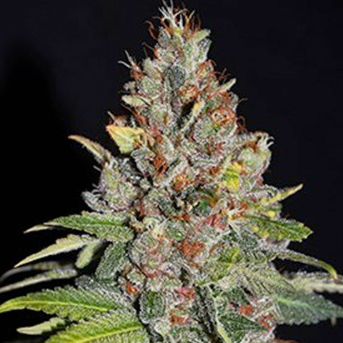 Tropical Punch - Feminized - G13 Labs Seeds
