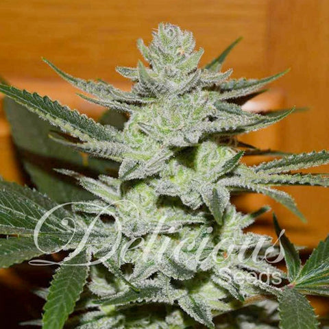 Unknown Kush - Feminised - Delicious Seeds