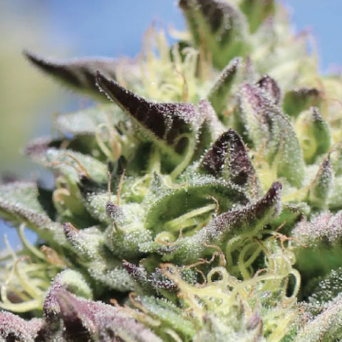 Vanilla Frosting - Feminzed - Humboldt Seed Company Seeds