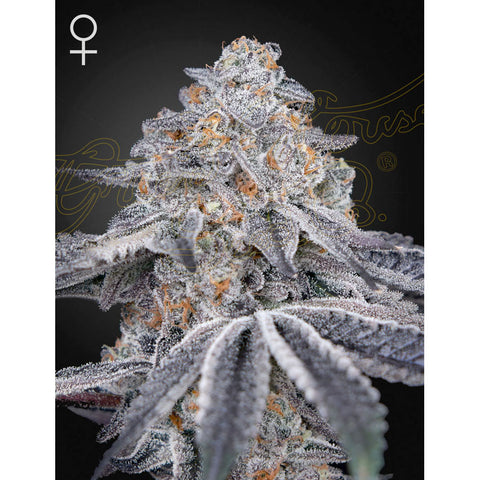 Velvet Moon - Feminzed - Green House Seeds