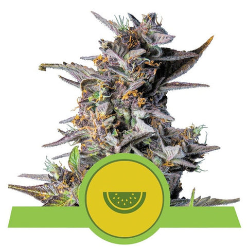 Watermelon Auto - Feminzed & Autoflowering - Royal Queen Seeds