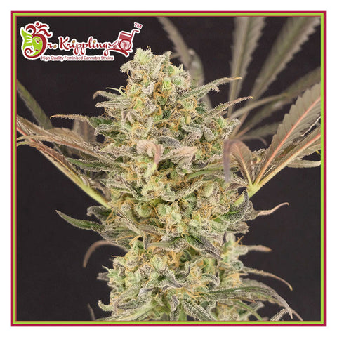 Wedding Flowers - Feminzed - Dr Krippling Seeds