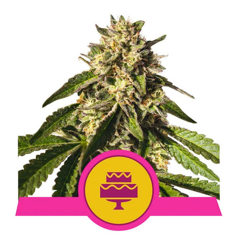 Wedding Gelato - Feminzed - Royal Queen Seeds